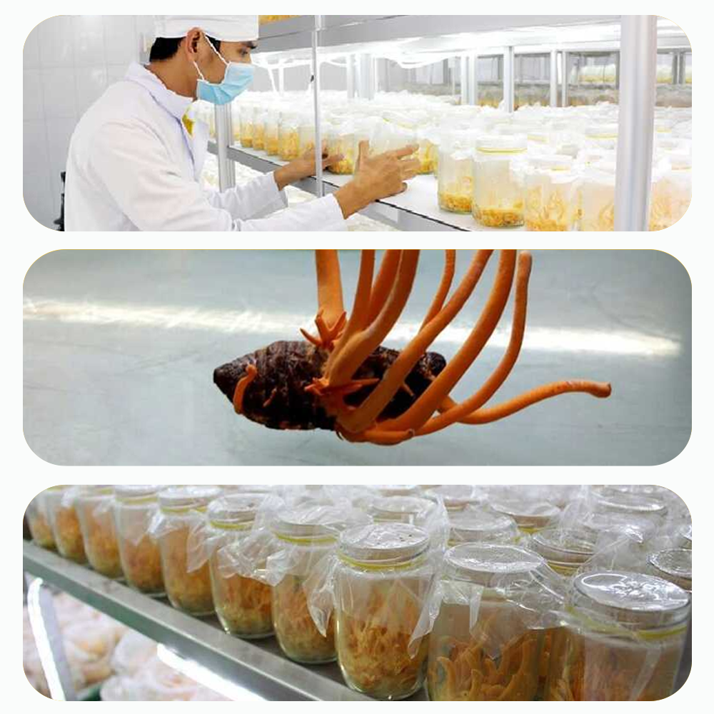 Bán Đông trùng hạ thảo Toro - Sấy thăng hoa nguyên sợi cải thiện chức năng sinh lý - Hũ 10g  chính hãng