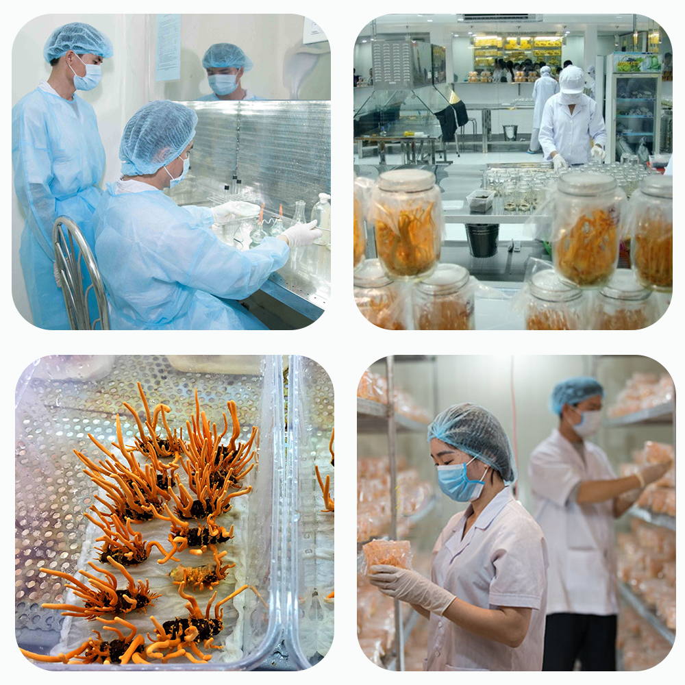 Bán Đông trùng hạ thảo Toro - Sấy thăng hoa nguyên sợi cải thiện chức năng sinh lý - Hũ 10g  chính hãng