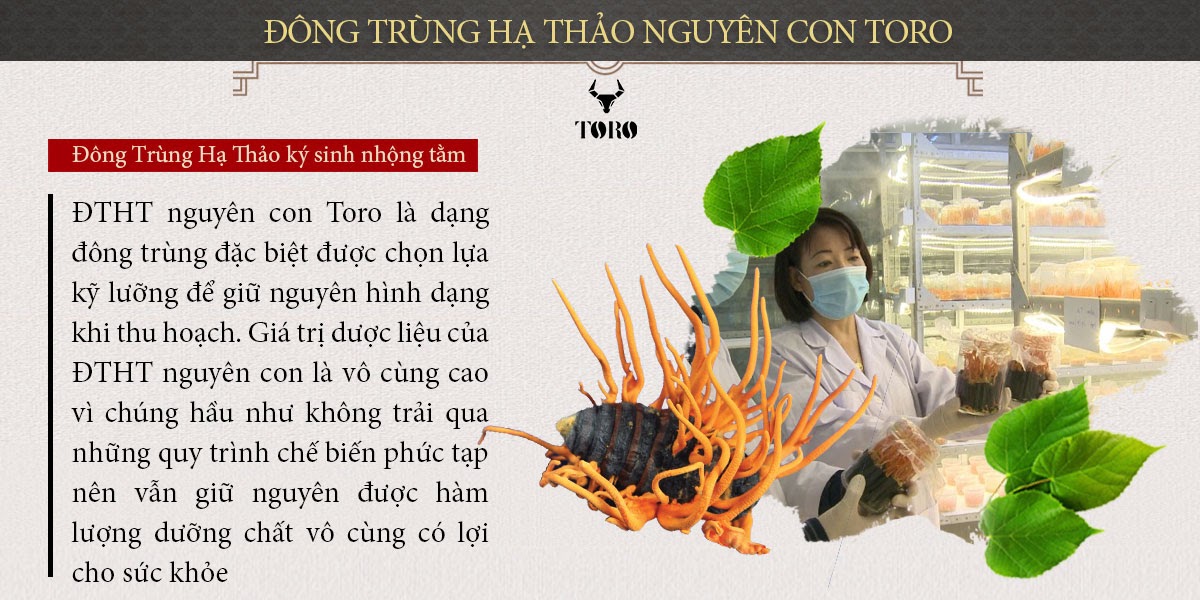 Đông trùng hạ thảo nguyên con 5g cao cấp Bồi bổ tăng sinh lý Đông trùng hạ thảo nguyên con 5g cao cấp Bồi bổ tăng sinh lý