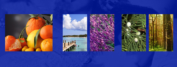 Nhập sỉ Nước hoa kích thích phái đẹp Ardor for Him pheromone chính hãng Nhập sỉ Nước hoa kích thích phái đẹp Ardor for Him pheromone chính hãng