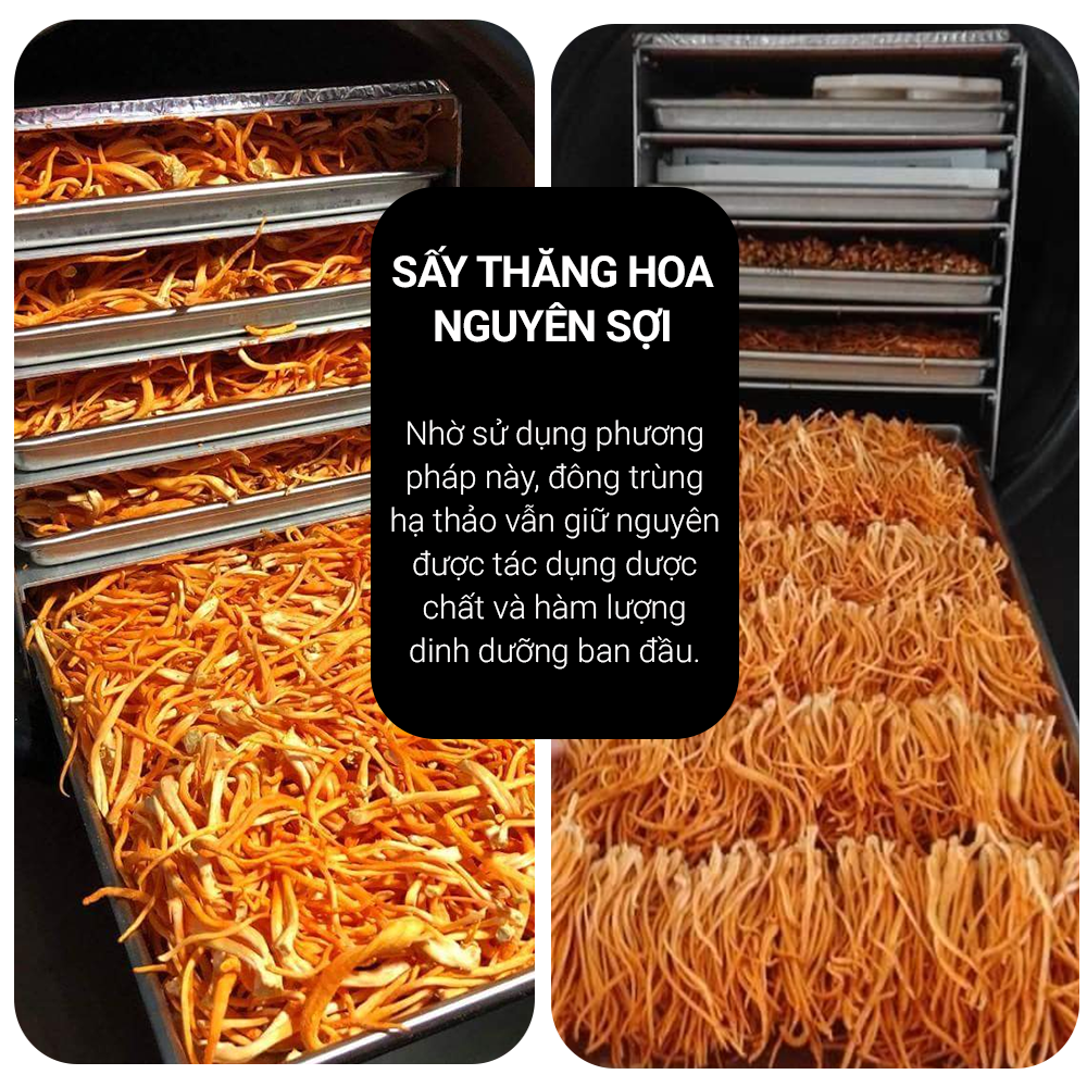 Đông trùng hạ thảo Toro nguyên sợi sấy thăng hoa tăng cường — Bán Đông trùng hạ thảo Toro - Sấy thăng hoa nguyên sợi cải (3)